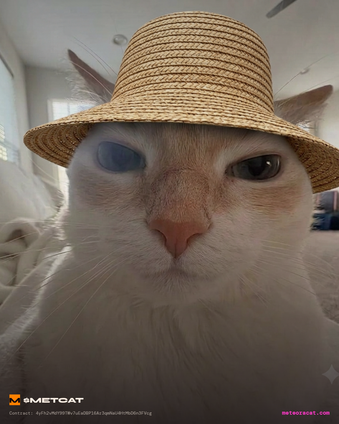 Metcat id the key METCAT meme